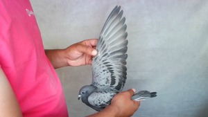 Pigeon image