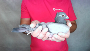 Pigeon image