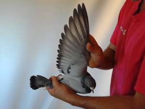 Pigeon image