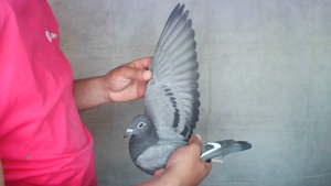 Pigeon image