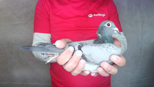 Pigeon image