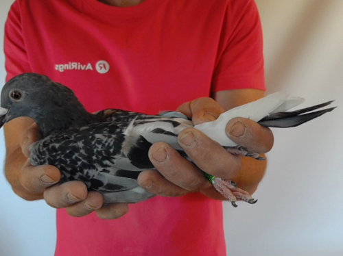 Pigeon image