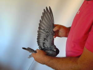 Pigeon image