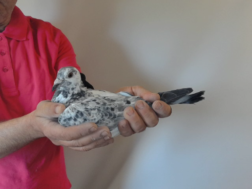 Pigeon image