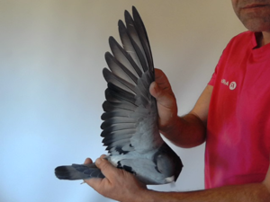 Pigeon image