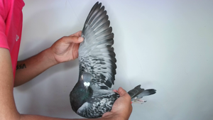 Pigeon image