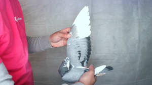 Pigeon image