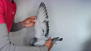 Pigeon image