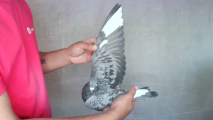 Pigeon image