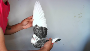 Pigeon image