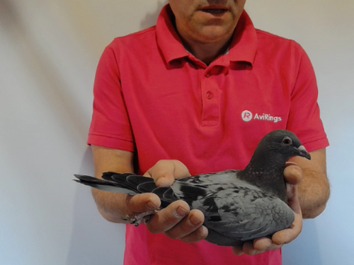 Pigeon image