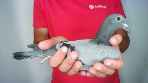Pigeon image