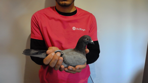 Pigeon image