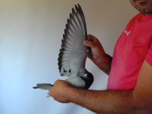 Pigeon image