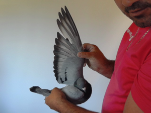 Pigeon image