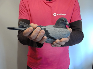 Pigeon image