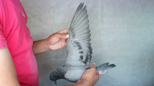 Pigeon image