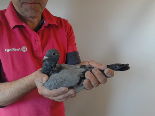 Pigeon image