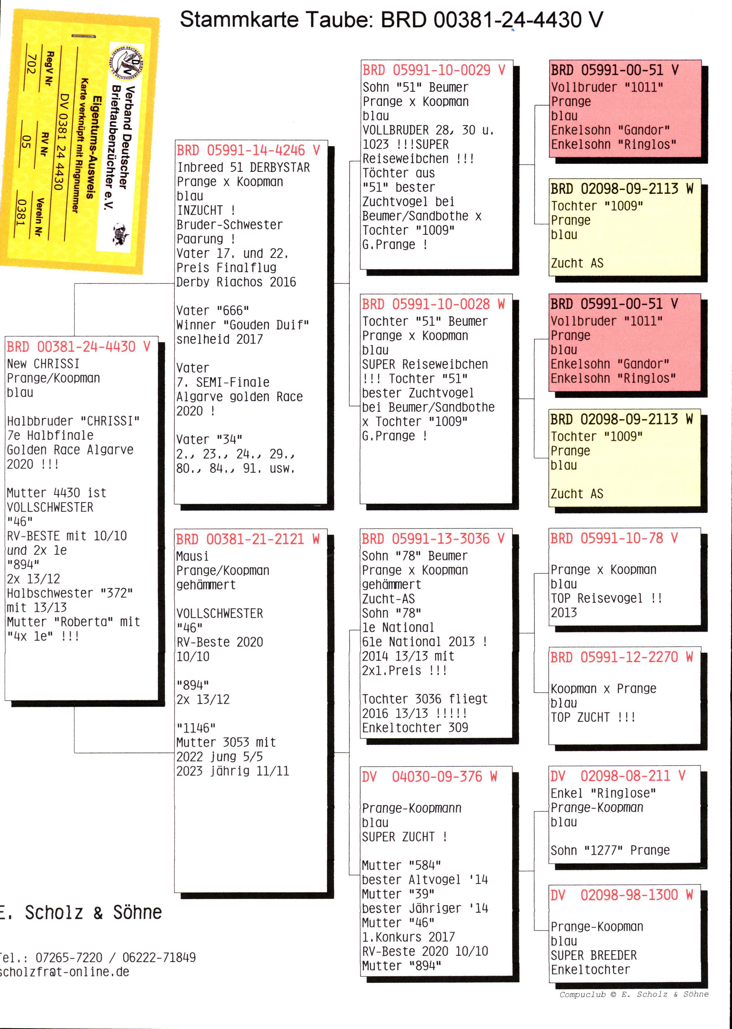 Pigeon pedigree image