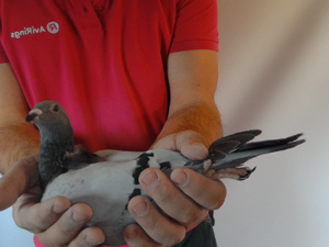 Pigeon image