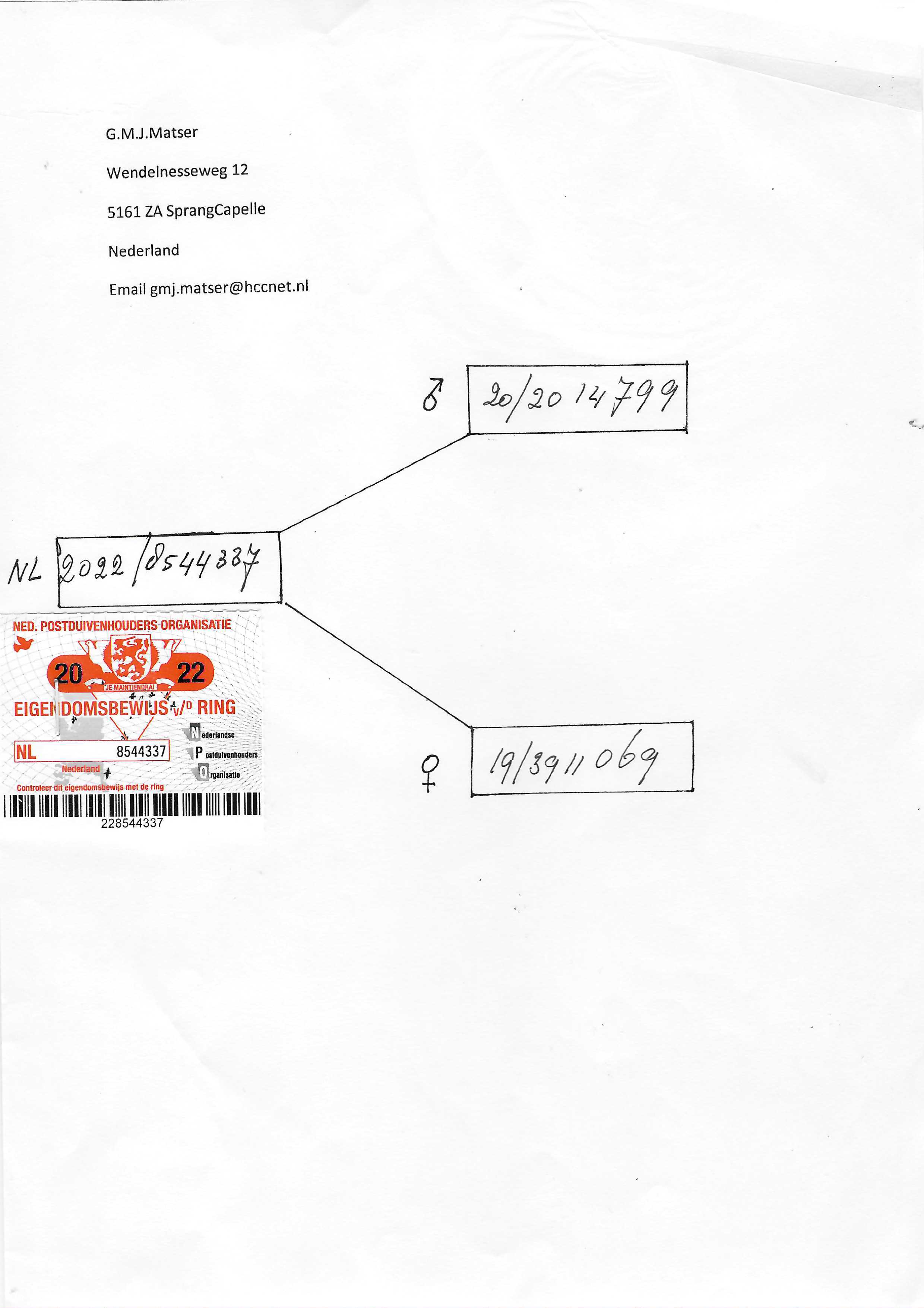 Pigeon pedigree image
