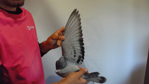 Pigeon image