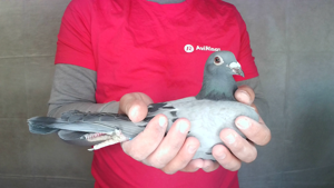 Pigeon image