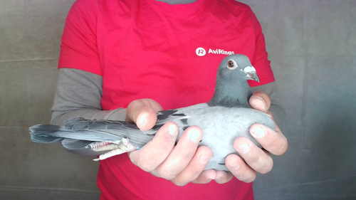 Pigeon image