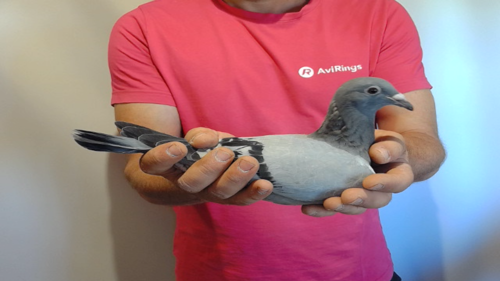 Pigeon image