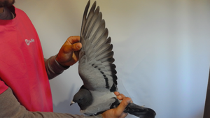 Pigeon image