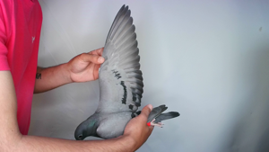Pigeon image