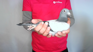 Pigeon image