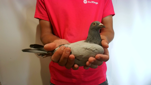 Pigeon image