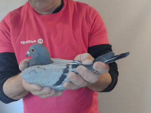 Pigeon image