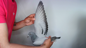 Pigeon image