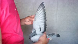 Pigeon image