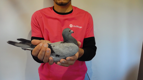 Pigeon image