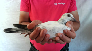 Pigeon image