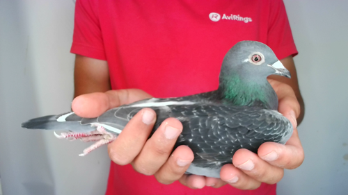 Pigeon image
