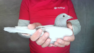 Pigeon image