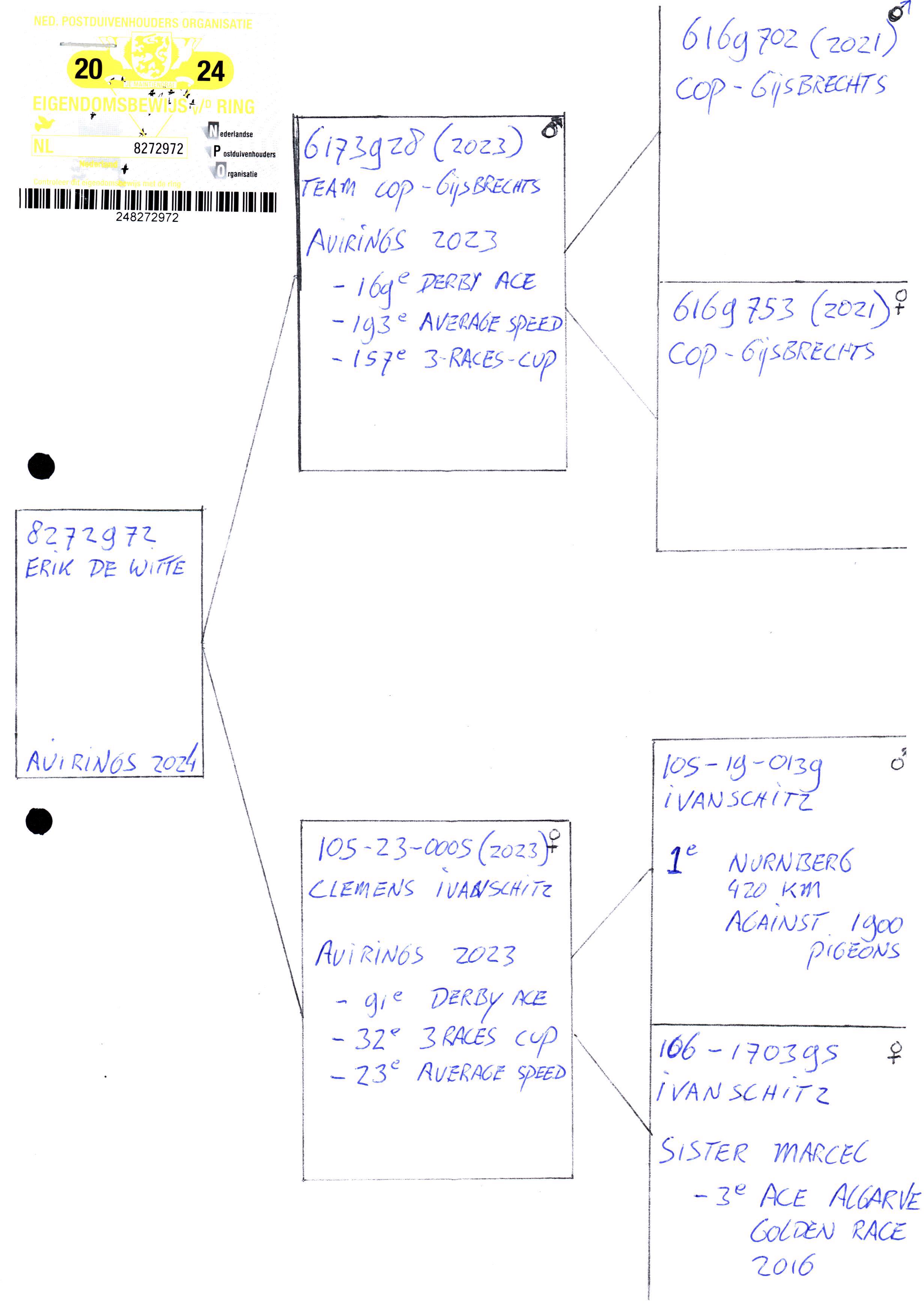 Pigeon pedigree image