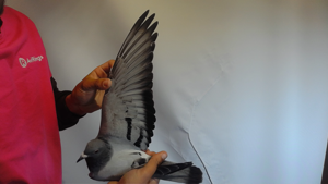 Pigeon image