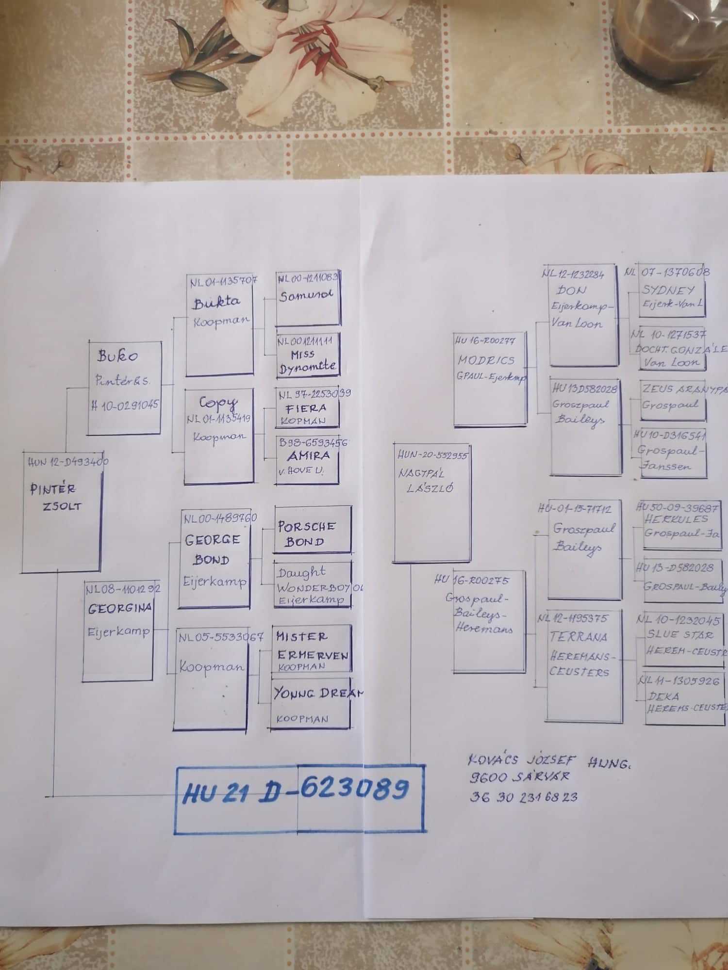 Pigeon pedigree image