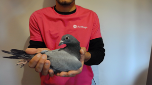 Pigeon image