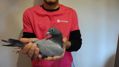 Pigeon image