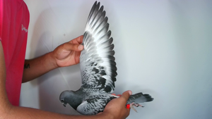 Pigeon image