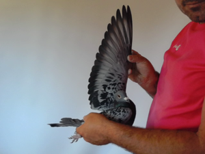 Pigeon image