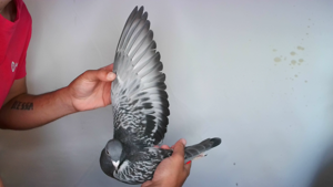 Pigeon image