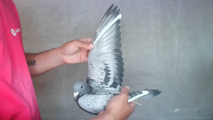 Pigeon image