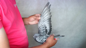 Pigeon image